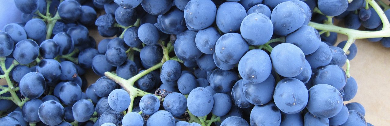 ripening blue clusters of carignane