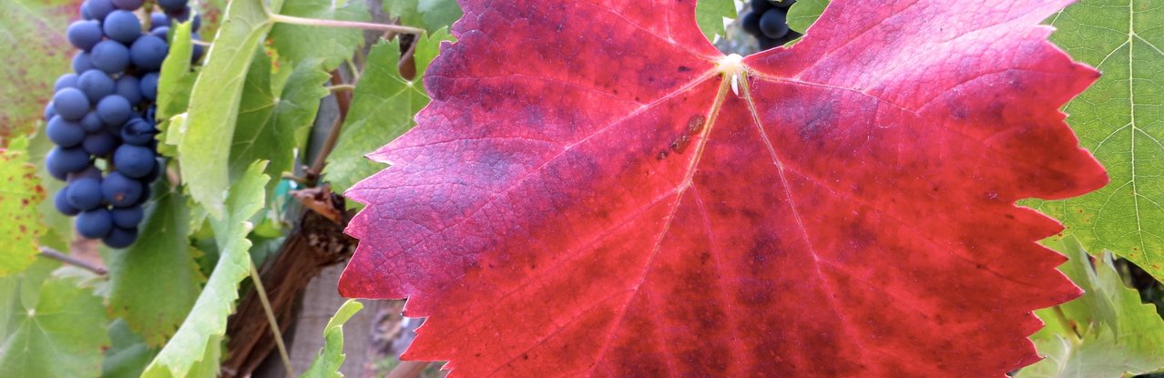 Red grape leaf