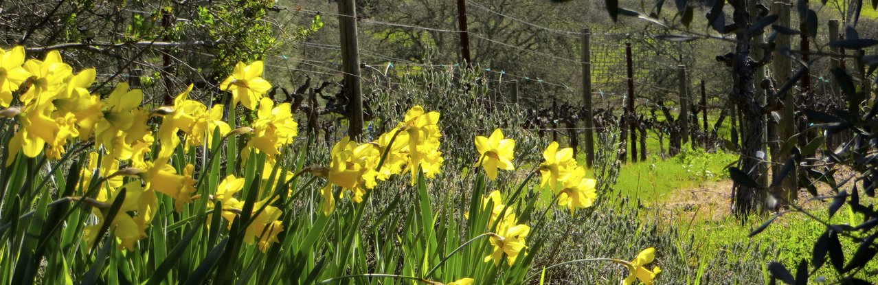 Daffodils In the vineyard