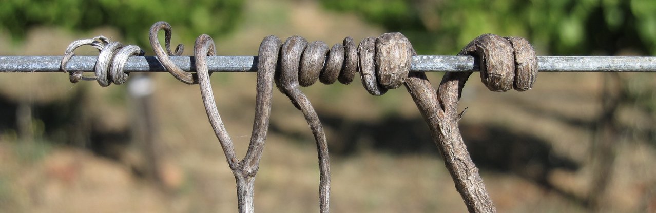 Vine tendrils wrapped around trellis wire.