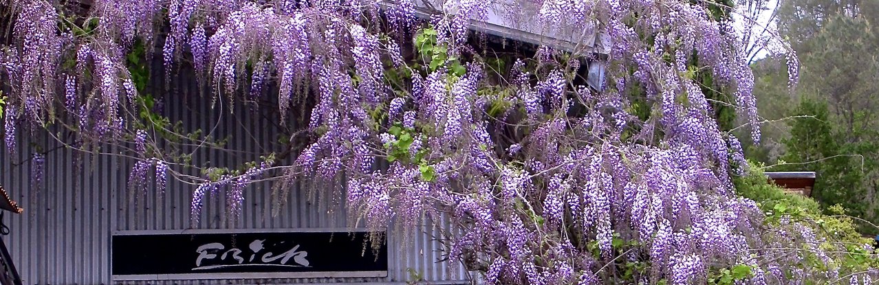 Wisteria in bloom on Frick Winery building