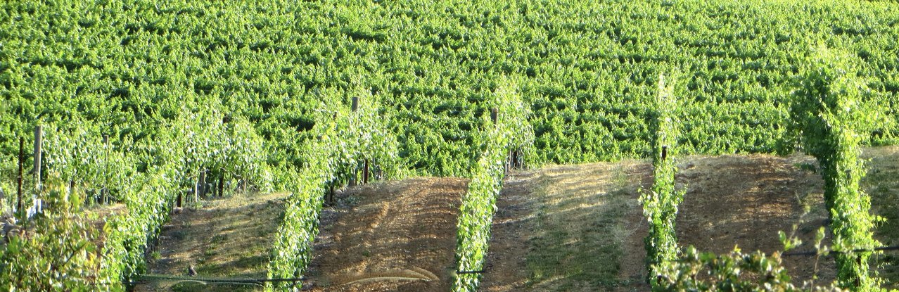 Vines in owl hill vineyard